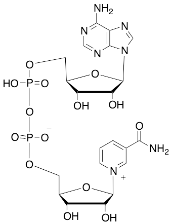 Beta-Nicotinamide Adenine Dinucleotide